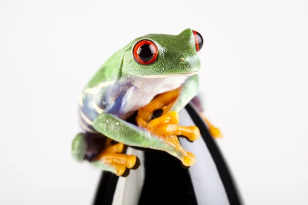 Siyah roket ve yeşil kurbağa — Stok fotoğraf
