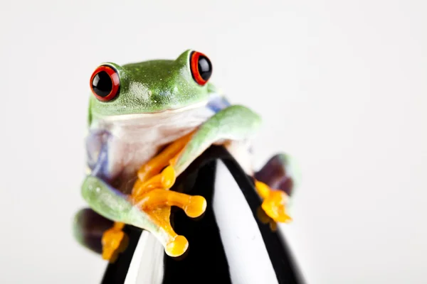 Black Rocket and green frog — Stock Photo, Image