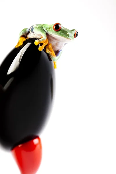 Rakieta czarny i zielony żaba — Zdjęcie stockowe