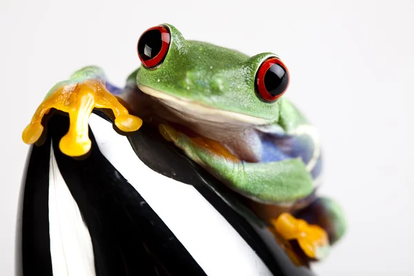 Spaceship in frog — Stock Photo, Image