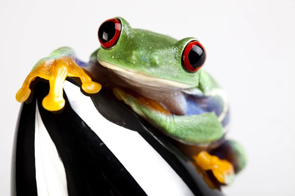 stock image Spaceship in frog