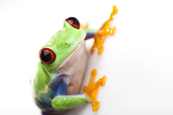 Grenouille à yeux rouges — Photo