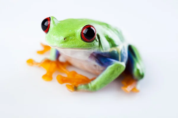 Žába s červenýma očima — Stock fotografie