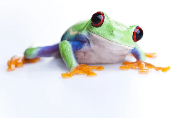 Żaba, małych zwierząt czerwone oczy — Zdjęcie stockowe