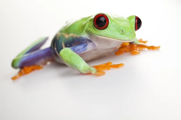 Malé zvíře červené oči žába — Stock fotografie