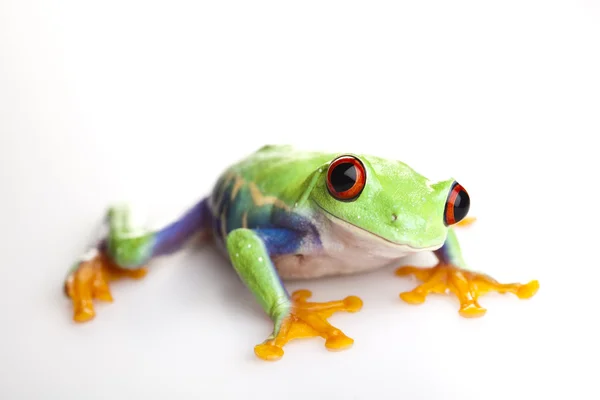 Small animal red eyed frog — Stock Photo, Image