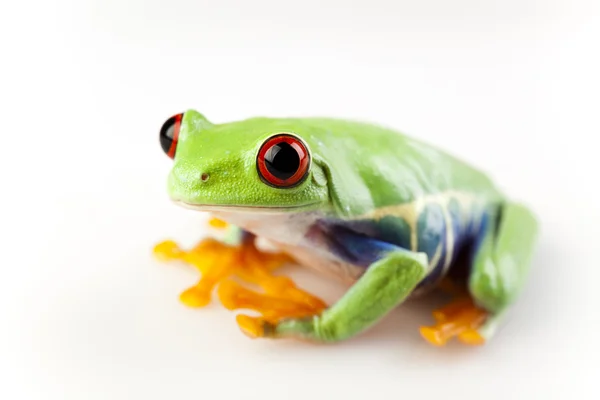 Красноглазая лягушка — стоковое фото