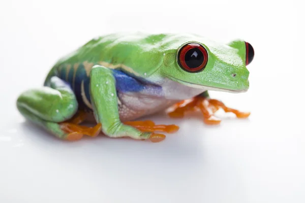 Μικρή ζώων κόκκινο ανοιχτομάτης βάτραχος — Φωτογραφία Αρχείου