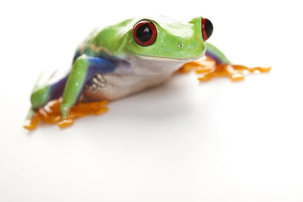 작은 동물 빨간 눈된 개구리 — 스톡 사진