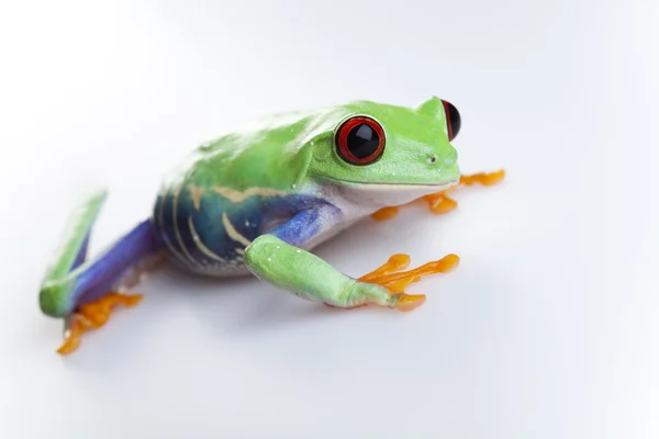 Malé zvíře červené oči žába — Stock fotografie