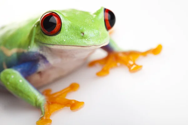 赤目カエル — ストック写真