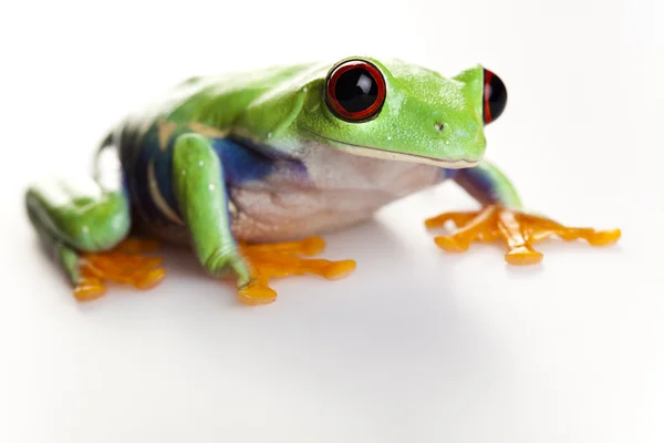 Red eye frog — Stock Photo, Image