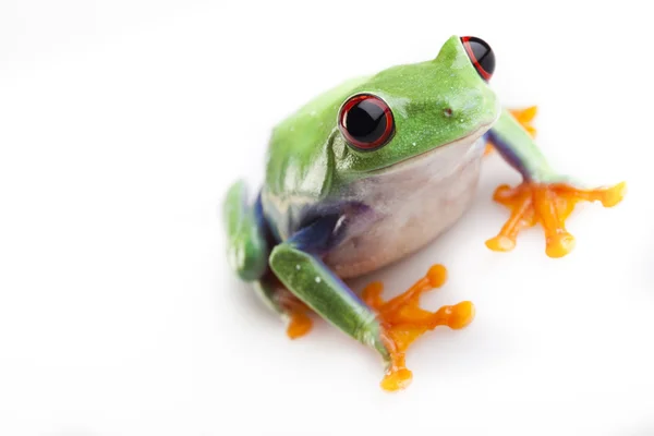 개구리, 작은 동물 레드 외 눈 박이 — 스톡 사진