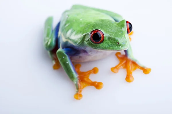 개구리, 작은 동물 레드 외 눈 박이 — 스톡 사진