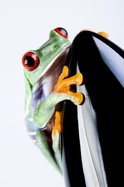 黒いロケットとの緑のカエル — ストック写真