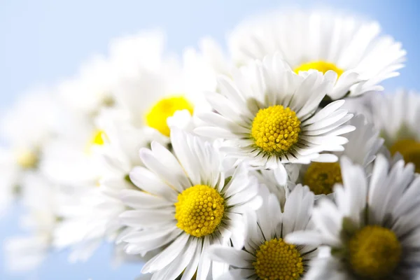 stock image Daisy closeup