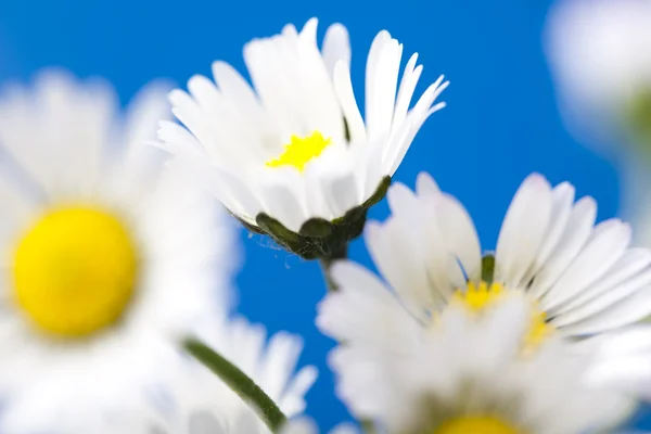 stock image Daisy closeup