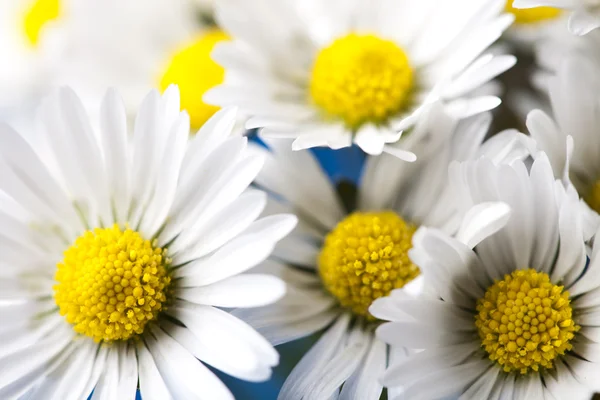 stock image Daisy flower