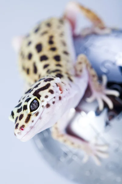 Small gecko reptile lizard — Stock Photo, Image
