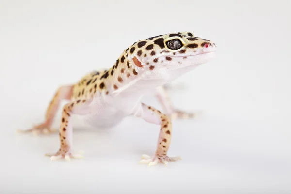 Unga leopard gecko vit bakgrund — Stockfoto