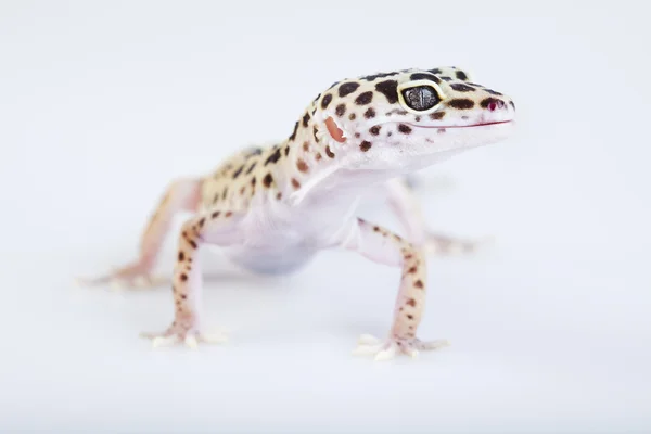 Genç leopar gecko beyaz bir arka plan — Stok fotoğraf