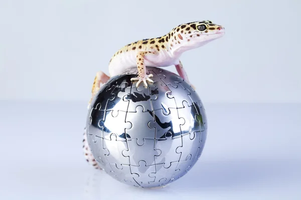 Petit lézard reptile gecko — Photo