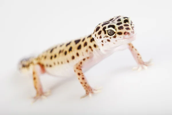 Jonge Luipaard gecko een witte achtergrond — Stockfoto