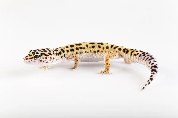 Jovem leopardo gecko um fundo branco — Fotografia de Stock