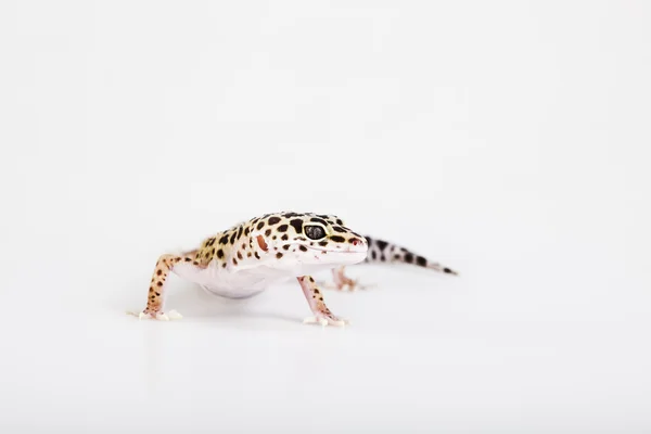Małe gecko jaszczurka gad — Zdjęcie stockowe