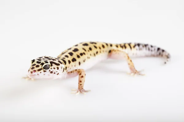 Joven gecko leopardo un fondo blanco —  Fotos de Stock