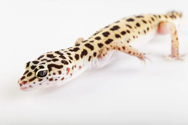 Gecko réptil — Fotografia de Stock