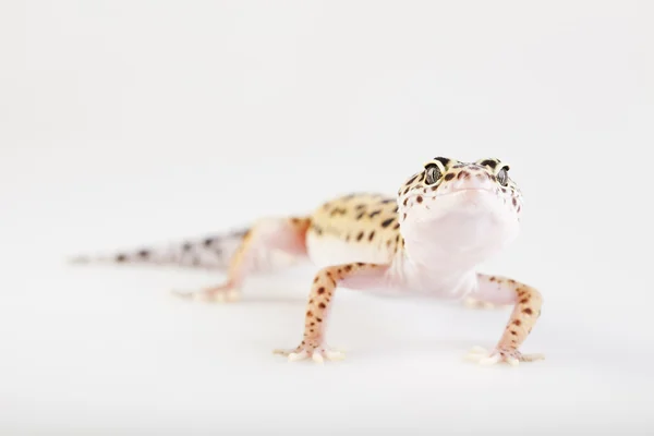 Jovem leopardo gecko um fundo branco — Fotografia de Stock