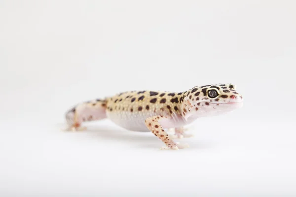 Gecko sürüngen — Stok fotoğraf