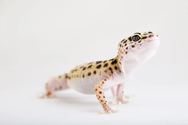 Gecko reptil — Stockfoto