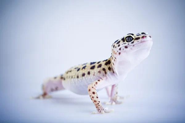 Gecko 爬虫類 — ストック写真