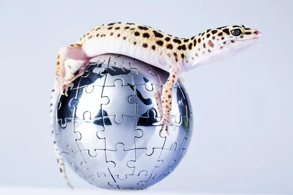 Gecko w całym świecie — Zdjęcie stockowe