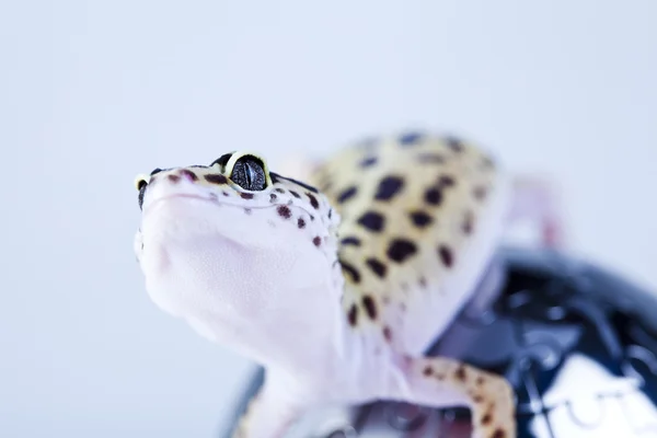 Gecko στη σφαίρα — Φωτογραφία Αρχείου