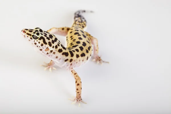 Gecko sürüngen — Stok fotoğraf