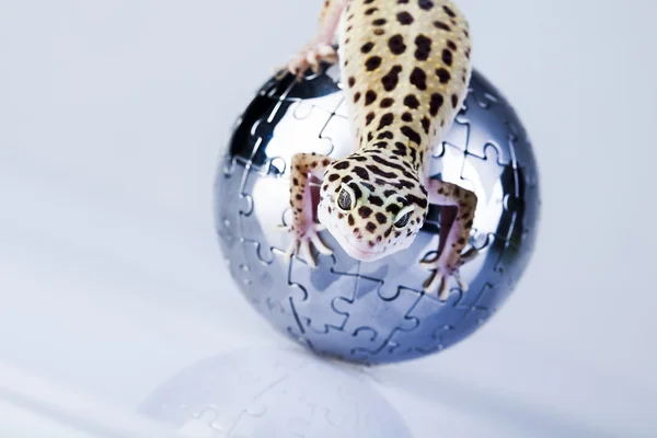 Gecko in globe — Stock Photo, Image