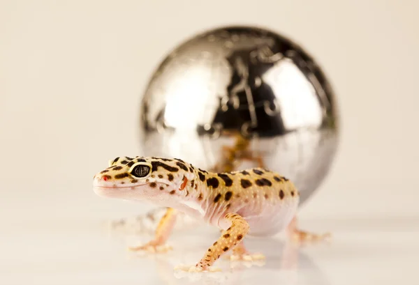 Gecko στη σφαίρα — Φωτογραφία Αρχείου