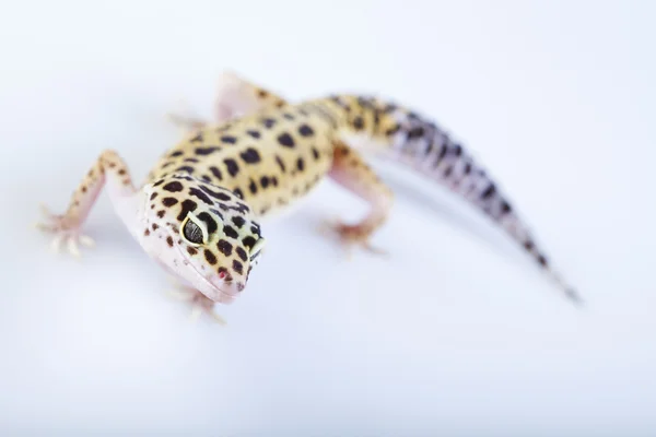 Gecko. —  Fotos de Stock
