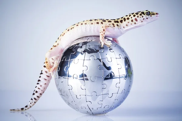 Gecko dans le monde — Photo