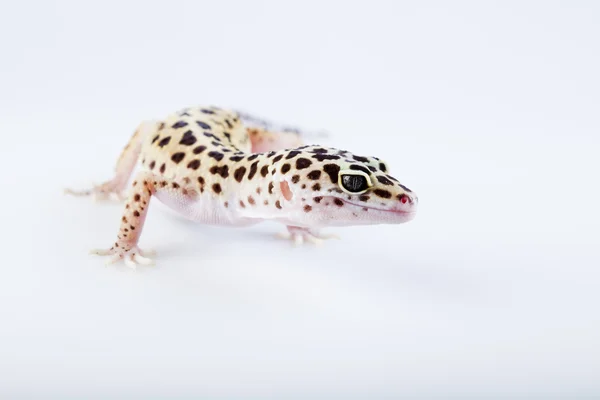 Gecko de leopardo — Fotografia de Stock