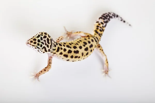 Reptil de Gecko —  Fotos de Stock