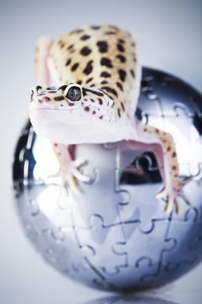 Gecko in globe — 스톡 사진