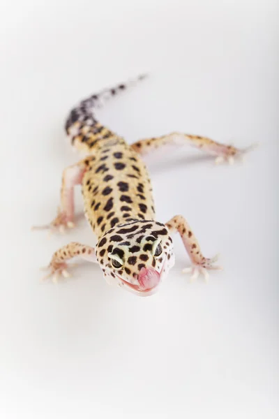 Leopardengecko — Stockfoto