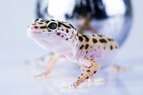 Gecko in globe — Stock Photo, Image