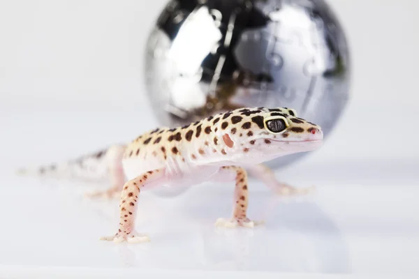 Gecko en globo — Foto de Stock