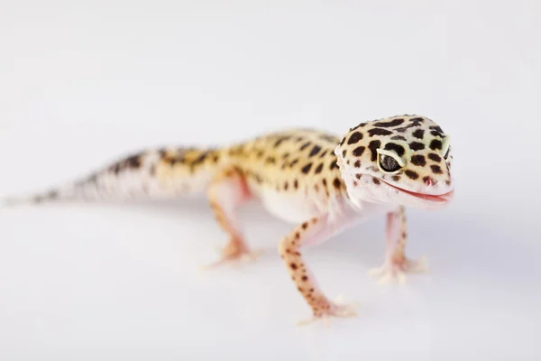 Gecko reptile — Stock Photo, Image