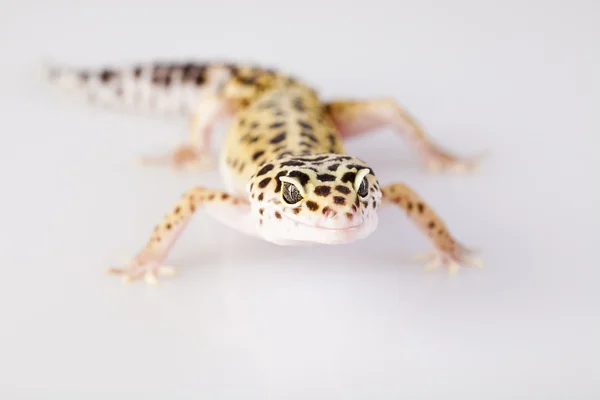 Gecko-Reptil — Stockfoto